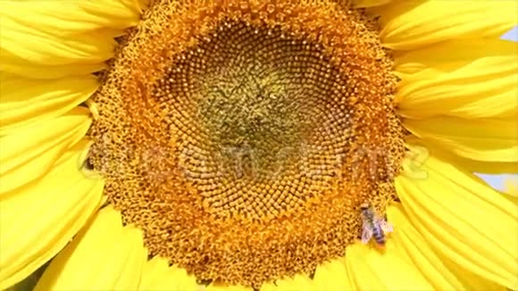 蜂上向日葵的夏日场景视频的预览图