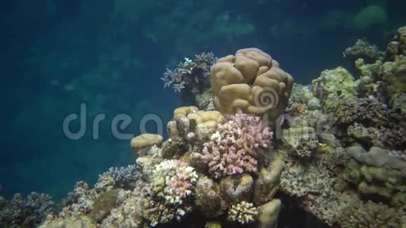 红海的鱼和珊瑚红海的珊瑚礁阿布杜布美丽的水下景观与热带鱼和珊瑚视频的预览图