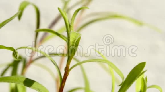 塔拉贡绿色新鲜草本植物的特写视频的预览图