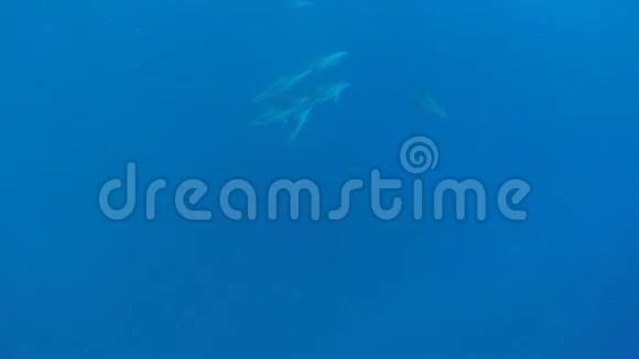海豚在蓝色的海里游泳视频的预览图