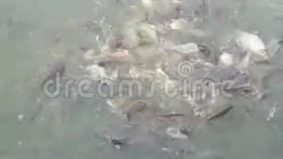 池塘里的鱼吃食物视频的预览图