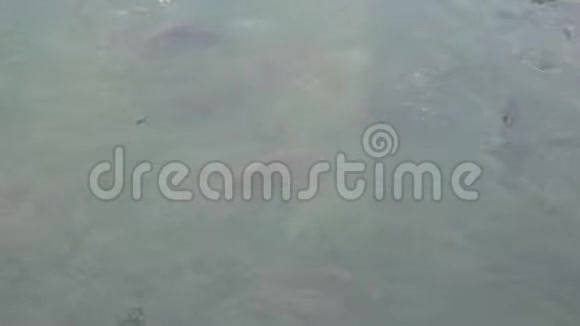 池塘里的鱼吃食物视频的预览图