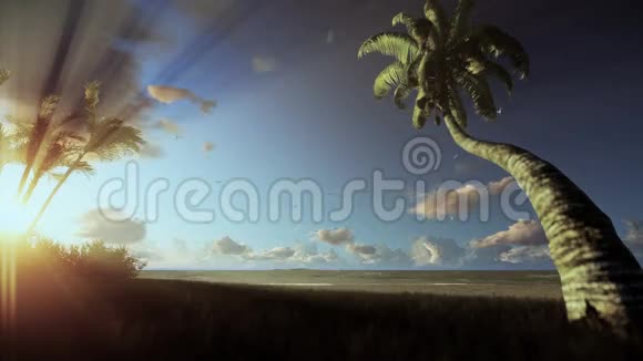 热带景观棕榈树随风飘动晨雾弥漫视频的预览图