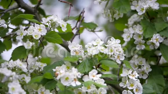 春天山楂的白花视频的预览图