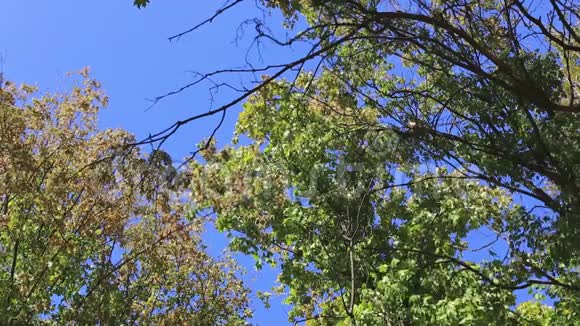 秋天公园里的树视频的预览图