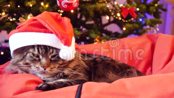 圣诞老人戴着圣诞帽坐在一棵美丽的新年树上的枕头上可爱的缅因州浣熊猫视频的预览图