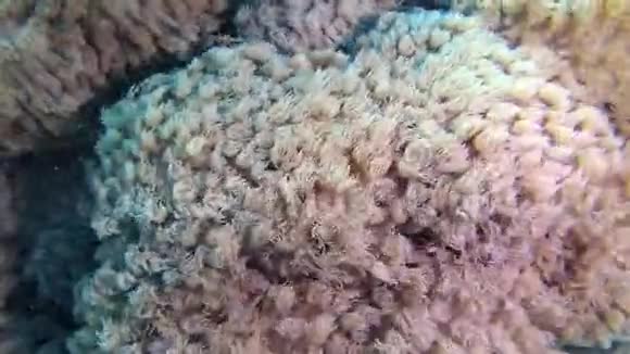 红海的鱼和珊瑚红海的珊瑚礁阿布杜布美丽的水下景观与热带鱼和珊瑚视频的预览图