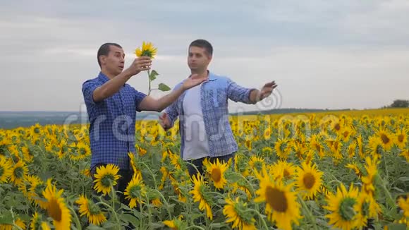 两个农民男子商务智能手机探索步行检查作物向日葵田间慢动作生活方式视频视频的预览图
