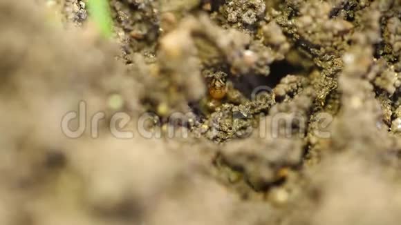 蚂蚁在干田里建房子视频的预览图