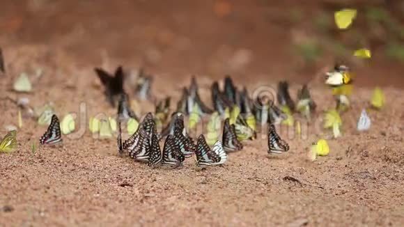 蝴蝶在地上常见的杰伊石墨抗噬伊坦普蒂巴特勒小草黄条纹信天翁视频的预览图