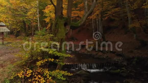 苔藓覆盖的树秋林山河与瀑布视频的预览图