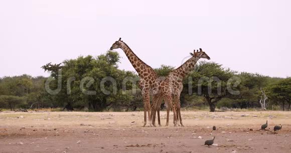 长颈鹿在Etosha纳米比亚野生动物狩猎视频的预览图