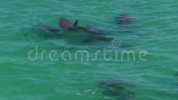 海豚学校一起游泳视频的预览图