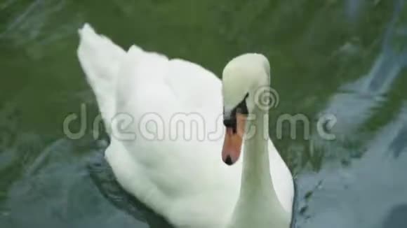 湖上的白天鹅特写镜头视频的预览图