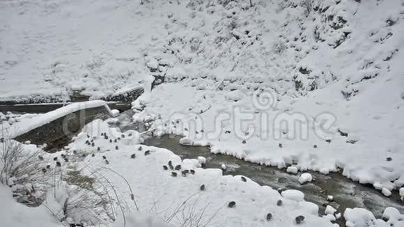 日本雪猴在雪地里觅食日野日本长野视频的预览图