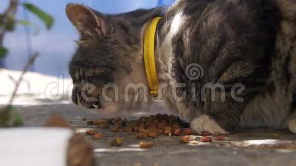 灰猫在街上吃猫粮视频的预览图