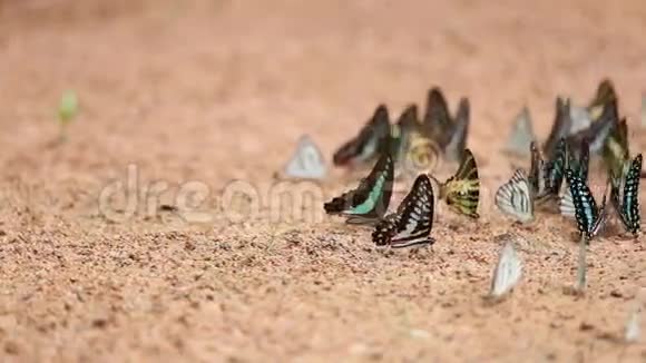 蝴蝶在地上常见的杰伊石墨抗噬伊坦普蒂巴特勒小草黄条纹信天翁视频的预览图