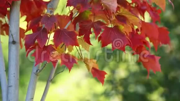 五彩缤纷的秋树叶视频的预览图