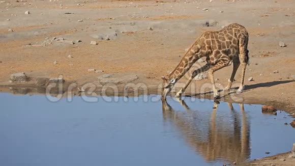 长颈鹿在水洞里喝酒视频的预览图