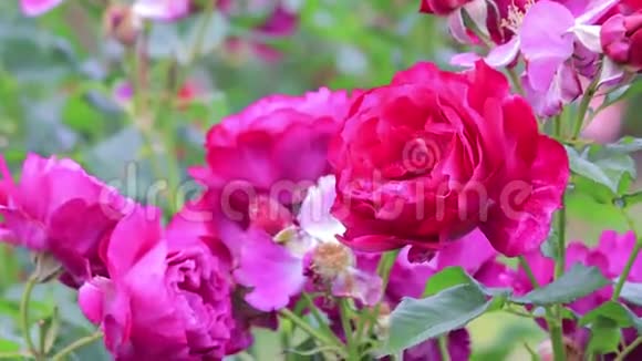 明亮的粉红色玫瑰灌木视频的预览图