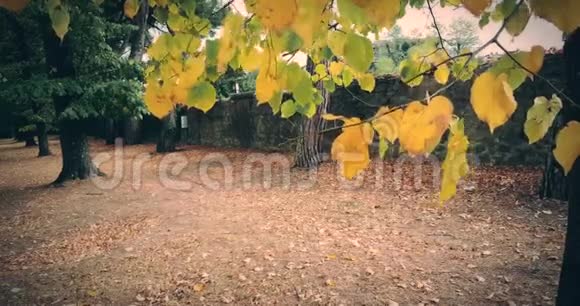 森林树木和五颜六色的黄红色秋天视频的预览图