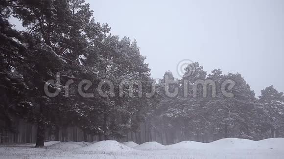 公园里的松树覆盖着暴风雪冬天公园里的暴风雪视频的预览图