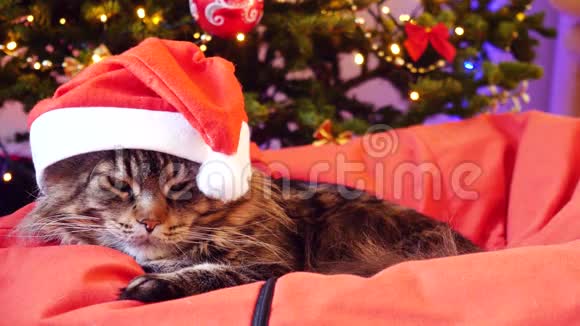 圣诞老人戴着圣诞帽坐在一棵美丽的新年树上的枕头上滑稽的缅因州浣熊猫视频的预览图