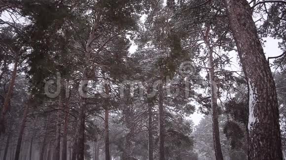 公园里的松树覆盖着暴风雪冬天公园里的暴风雪视频的预览图