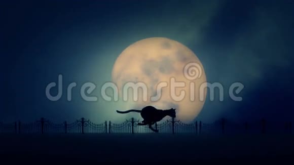 流浪猫在升起的满月背景上奔跑视频的预览图