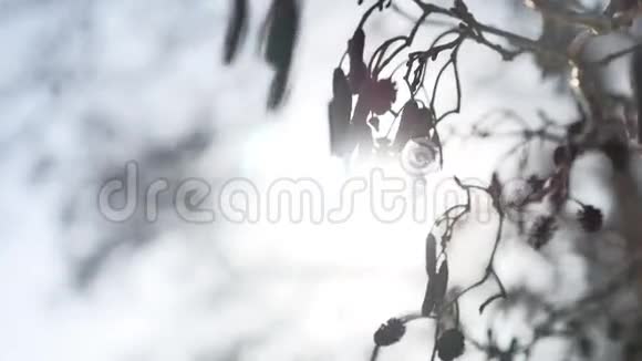 干燥的大自然树枝刺眼的阳光阳光在风中摇曳林中冬日的风景视频的预览图