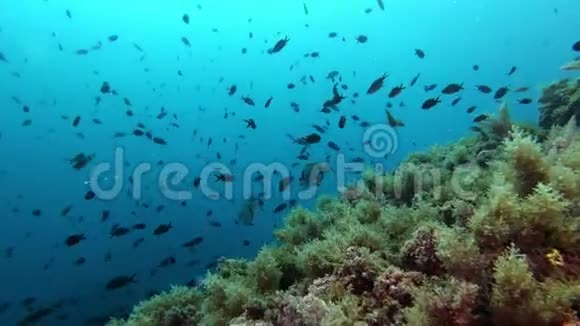 马略卡礁潜水视频的预览图