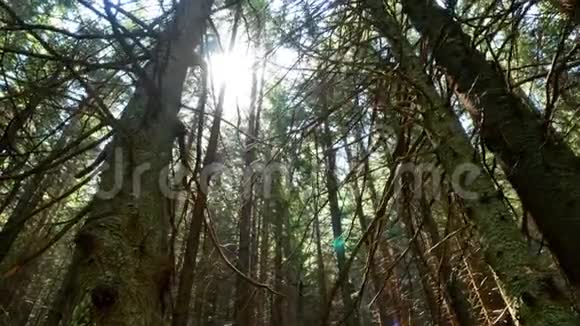 森林树木发出光芒视频的预览图