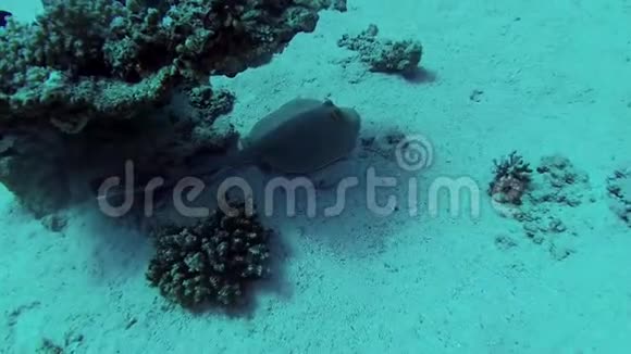 红海的鱼太牛拉兰马的彩带尾线躺在沙滩上或漂浮在红海礁的珊瑚中视频的预览图