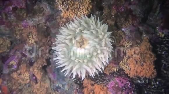阿拉斯加海洋海底神奇海底的海葵视频的预览图