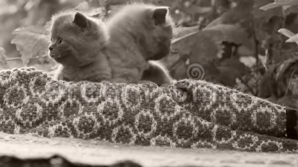 院子里的英国小猫视频的预览图