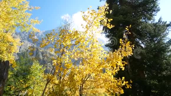 秋天的山枝视频的预览图