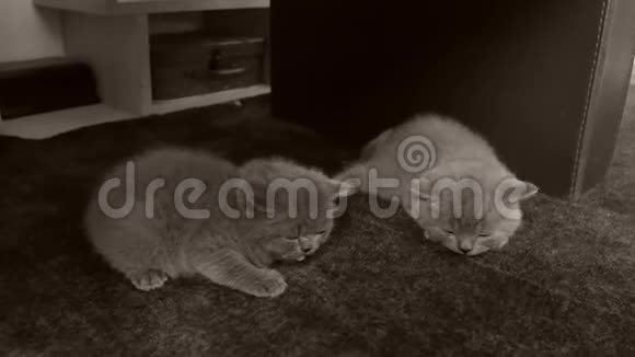睡在地毯上的英国小猫视频的预览图