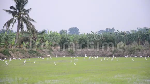日落时分在泰国的诺塔布里稻田里有白鹭鸟视频的预览图