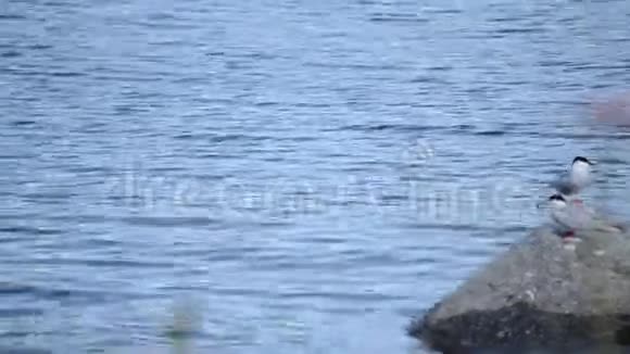 美丽的北极燕鸥群视频的预览图