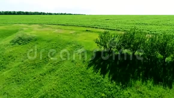 绿色的田野从上面视频的预览图