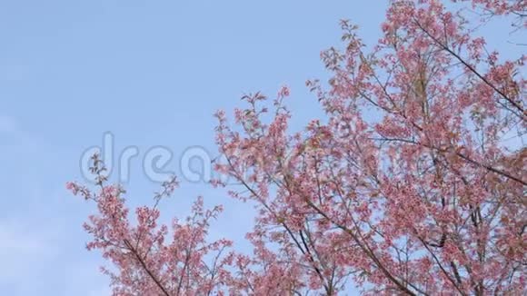 蓝色天空的粉红色花朵视频的预览图