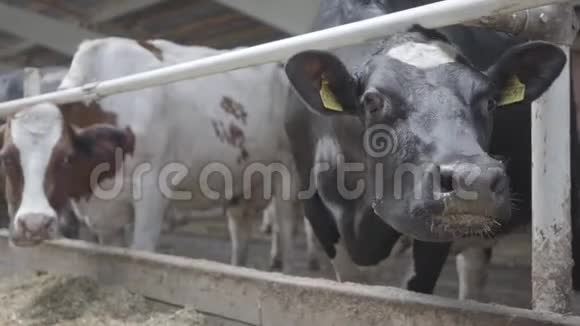 在现代农场上进行冷冻喂养关闭牛奶场的奶牛饲养奶牛场的奶牛吃干草有奶牛视频的预览图