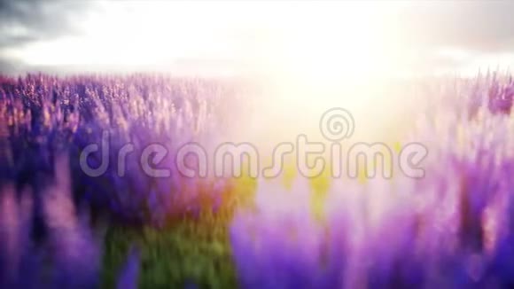 薰衣草花田精彩的日出现实的4k动画视频的预览图