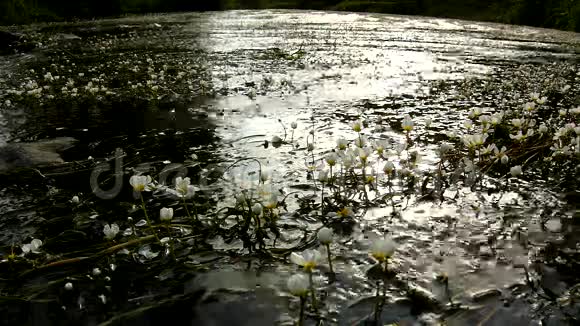 近景溪流盛开着巨大的水花清澈的水流随着盛开的植物摆动夏日阳光明媚视频的预览图