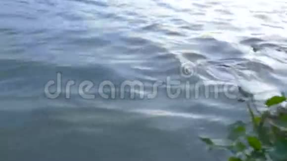 大自然喂养河里鱼的面包泰国曼谷有很多鱼在争食视频的预览图