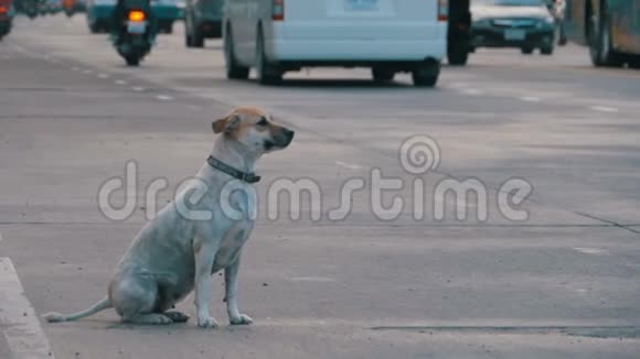 无家可归的灰狗与过往的汽车和摩托车在路上动作缓慢亚洲泰国视频的预览图