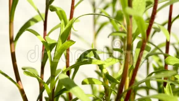 塔拉贡绿色新鲜草本植物的特写视频的预览图