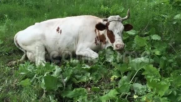 农场奶牛在绿色的田野里放牧视频的预览图
