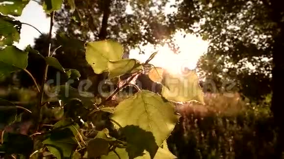 阳光照在树叶上视频的预览图