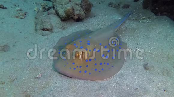 红海的鱼泰尼乌拉兰玛斑点彩带尾线躺在沙滩上或漂浮在红海礁的珊瑚中视频的预览图